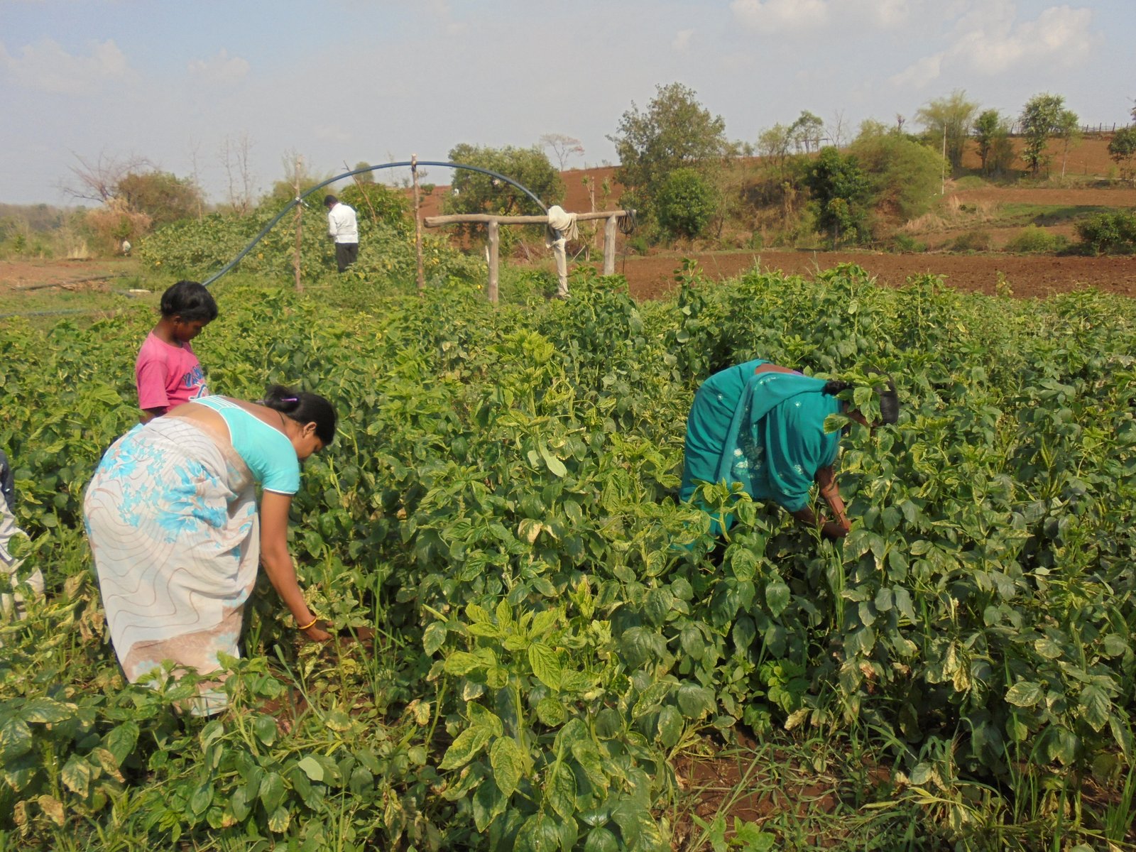 Women harvesting crops — organic farming
